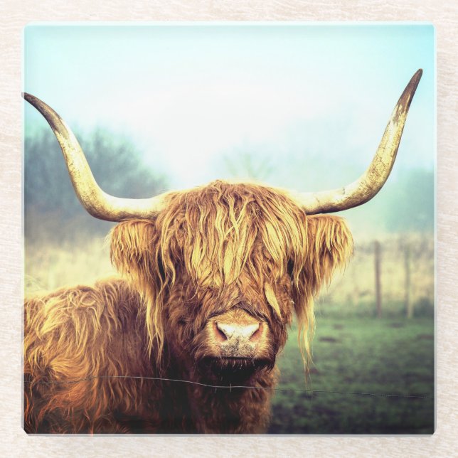 Highland Cow Glass Coaster (Front)