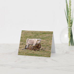 Highland Cow Greeting card