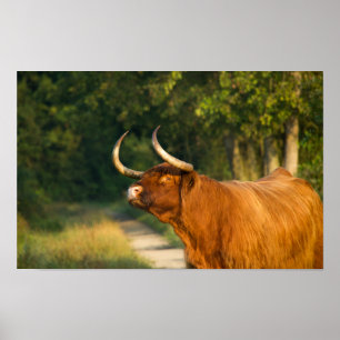 Highland cow in the forest at sunset poster