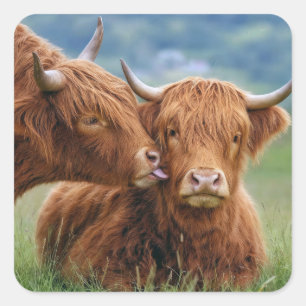 Highland Cow Kiss Square Sticker