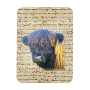 Highland cow magnet