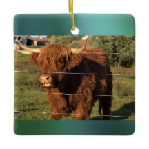 Highland Cow Photo