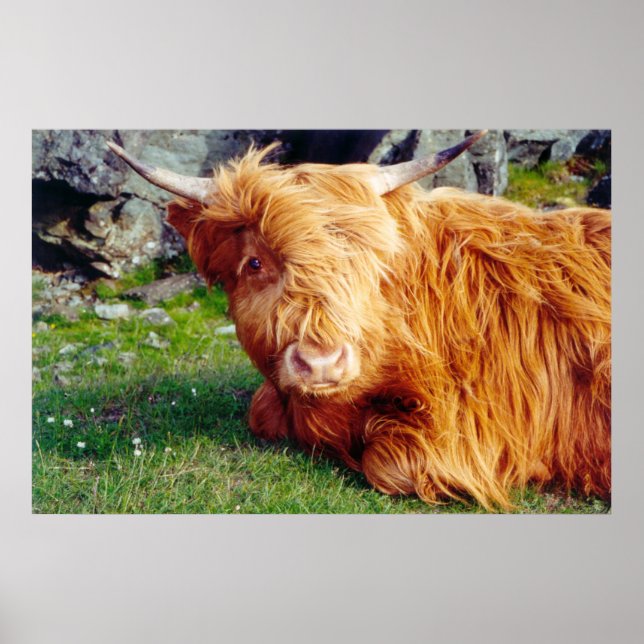 Highland Cow Photo Poster (Front)