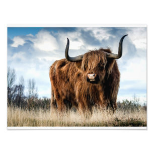 Highland Cow Photo Print