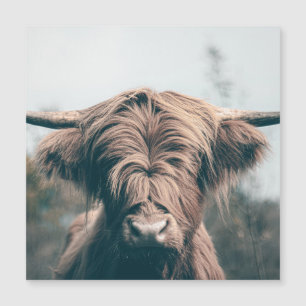 Highland cow portrait