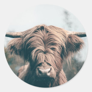 Highland cow portrait classic round sticker