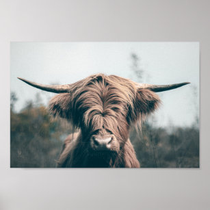Highland cow portrait poster