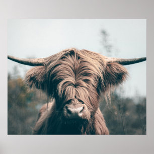 Highland cow portrait poster