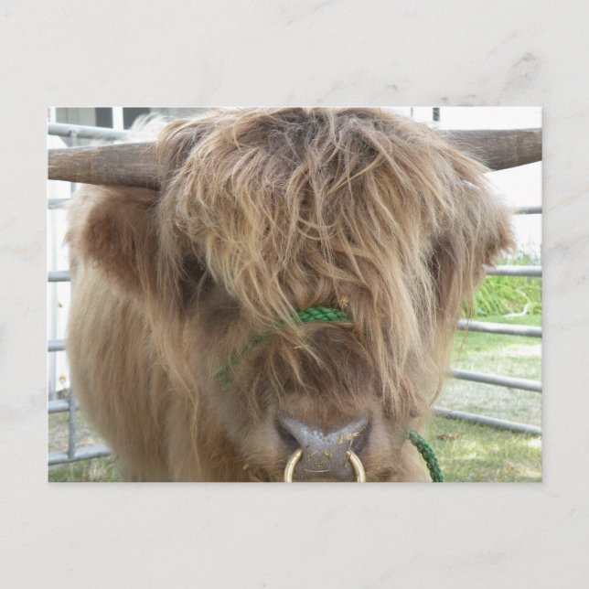 Highland Cow Postcard (Front)
