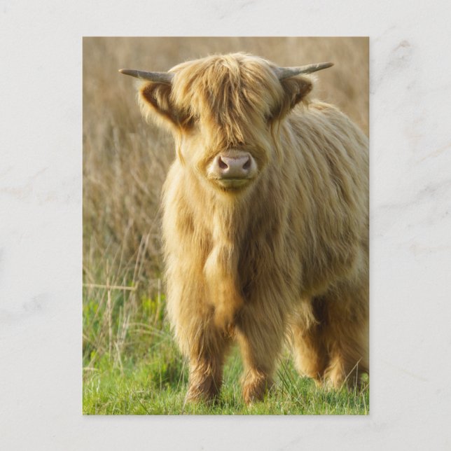 Highland Cow Postcard (Front)