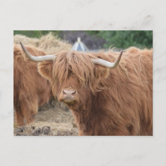 Highland Cow Postcard