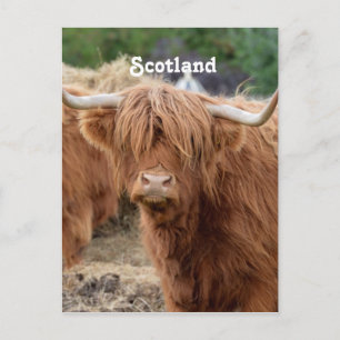 Highland Cow Postcard