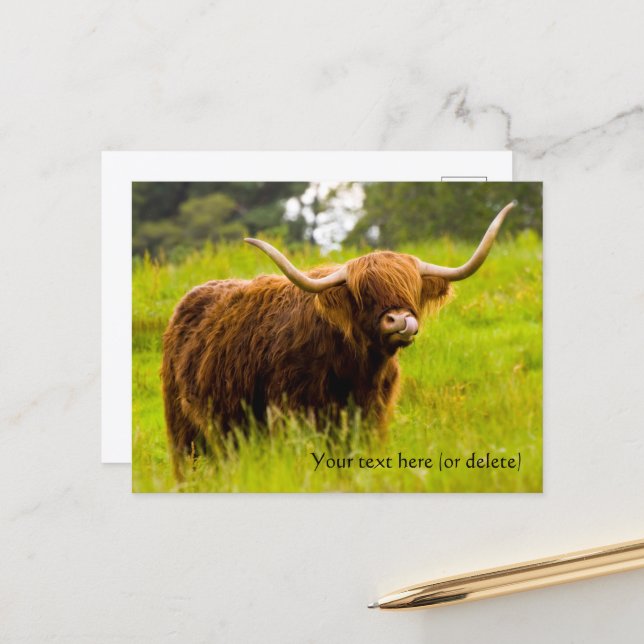 Highland Cow Postcard (Front/Back In Situ)