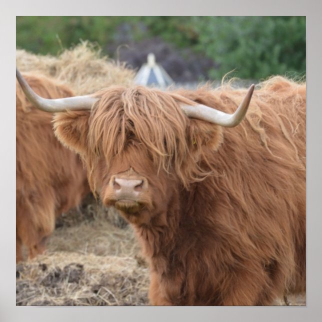 Highland Cow Poster (Front)
