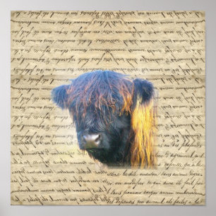 Highland cow poster