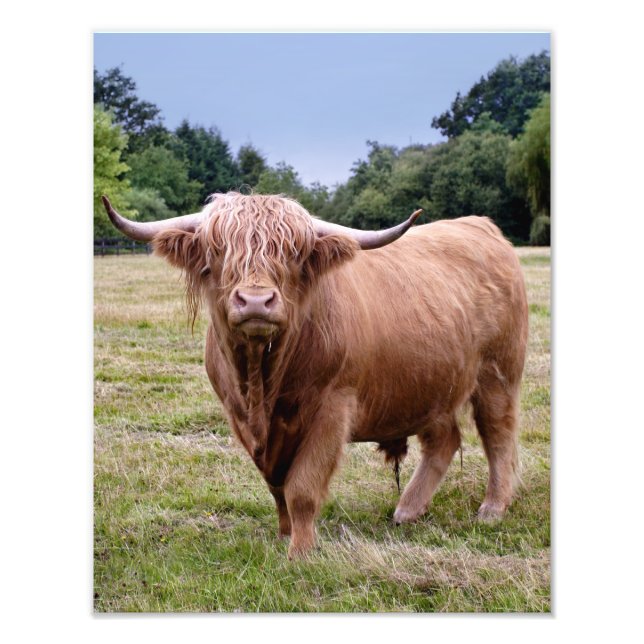 Highland Cow Print (Front)
