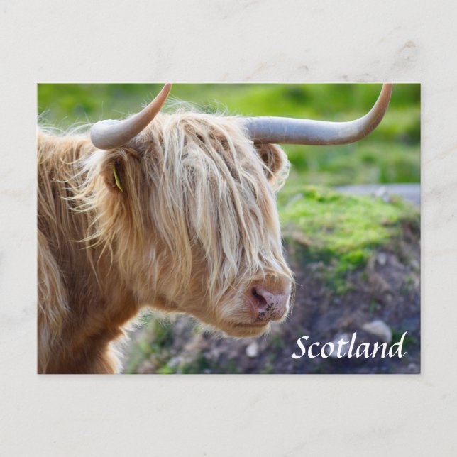 Highland Cow Scotland Postcard (Front)