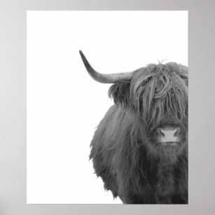 Highland Cow Scotland Rustic Black White Poster