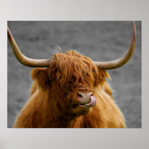 Highland Cow Scotland Rustic Black White    Poster