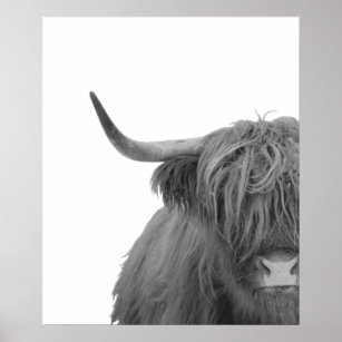 Highland Cow Scotland Rustic Black White Poster