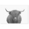 Highland Cow Scotland Rustic Black White 