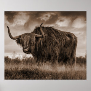  Highland Cow Scotland Rustic Brown monotone  Post Poster