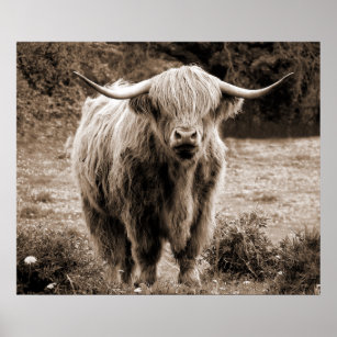  Highland Cow Scotland Rustic Brown monotone  Poster