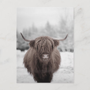Highland Cow Scotland Rustic Farm Postcard