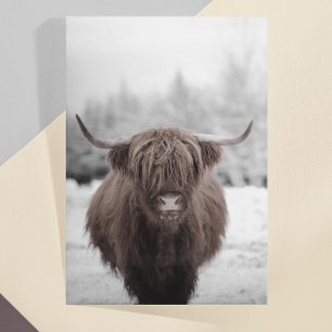Highland Cow Scotland Rustic Farm Postcard