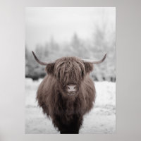 Highland Cow Scotland Rustic Farm Poster 