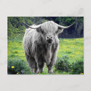 Highland Cow Scotland Rustic Postcard