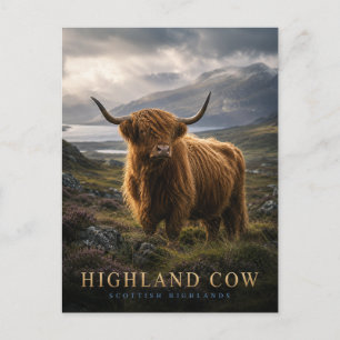 Highland Cow Scottish Highlands ANIMALS Postcard
