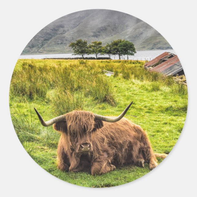 Highland Cow Sticker (Front)