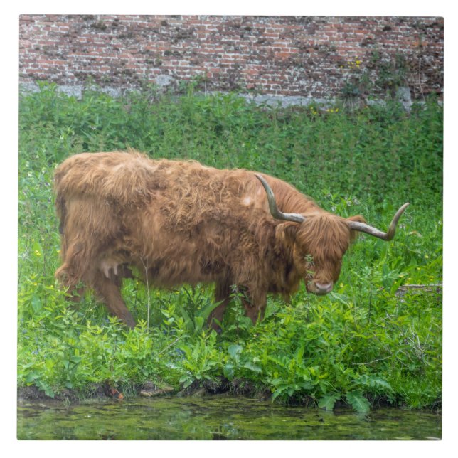 Highland cow view ceramic tile (Front)