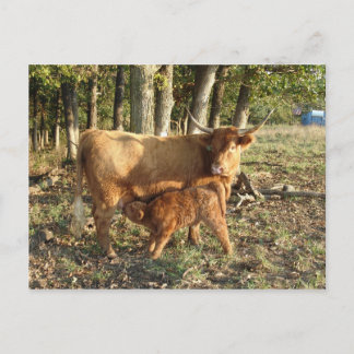 Highland Cow with Calf Postcard