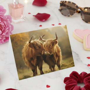 Highland Cows in love Postcard 