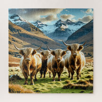 Highland cows,