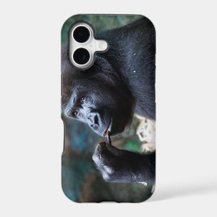 Highland Gorilla - Picking Teeth