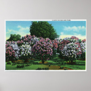Highland Park Lilacs in Bloom Poster
