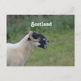 Highland Sheep Postcard