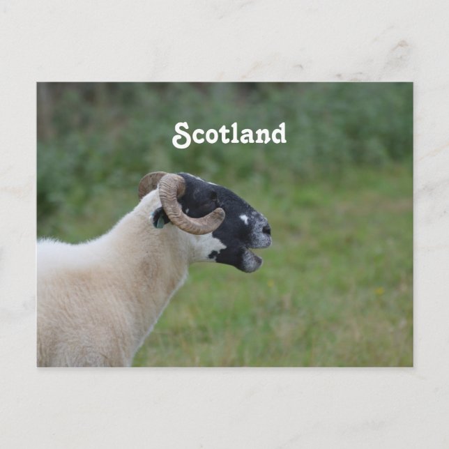 Highland Sheep Postcard (Front)