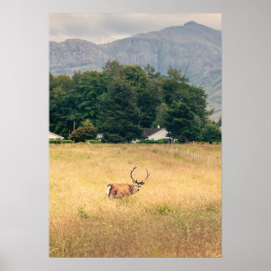Highland Stag in Scotland Poster