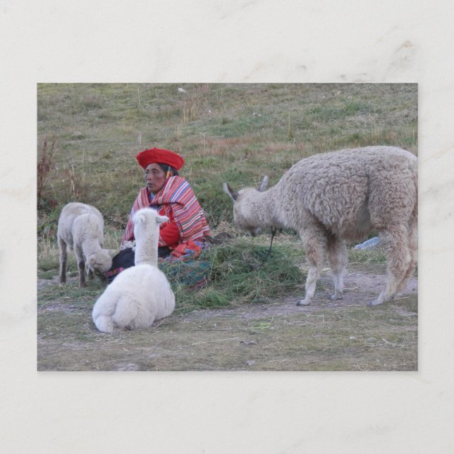 Highlander with flock postcard (Front)