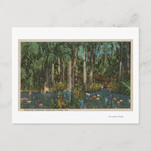 Highlands County, FL - View of Highlands Hammock Postcard