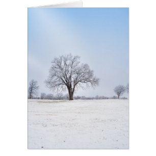 Highlighted Winter Oak Tree Greeting Card