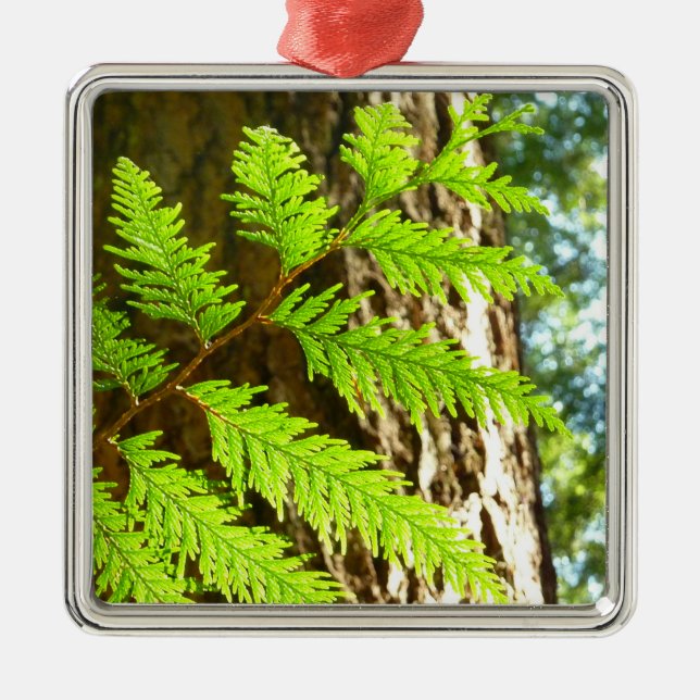 Highlights of a Redwood Tree Botanical Metal Tree Decoration (Front)