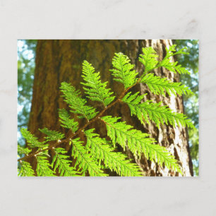 Highlights of a Redwood Tree Botanical Postcard