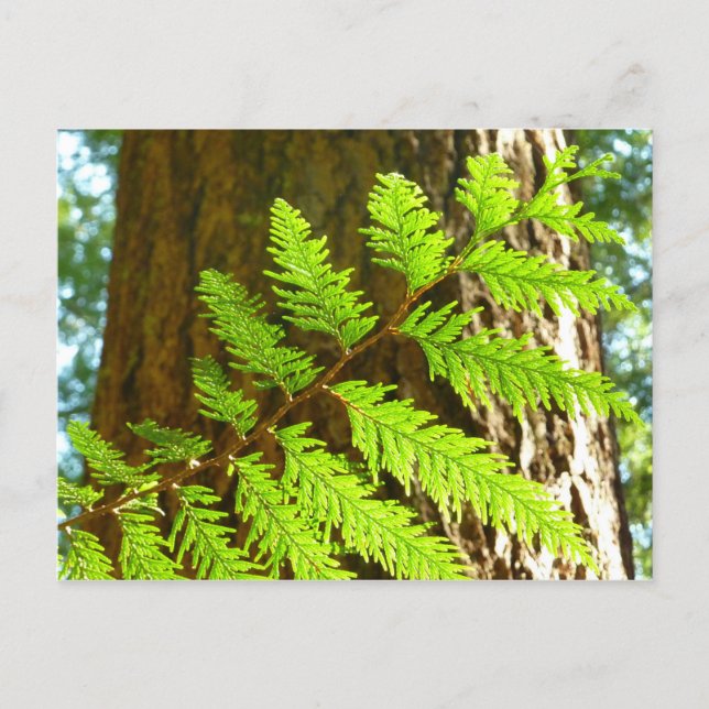Highlights of a Redwood Tree Botanical Postcard (Front)