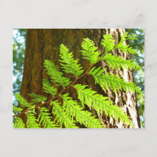 Highlights of a Redwood Tree Botanical Postcard