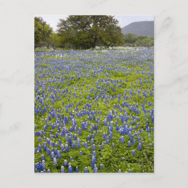 Hill Country, Texas, Bluebonnets and Oak tree Postcard (Front)